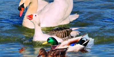 Swan, Duck & Goose